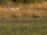 Africa 232 : Africa, Animal, Bird, Botswana, Mombo, Okavango, Sacred Ibis